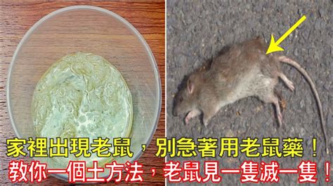 老鼠藥 ptt|Re: [生活] 家裡有老鼠,怎麼辦!!